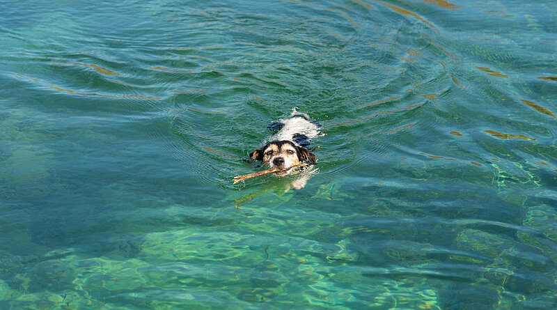 Urlaub mit Hund am Pressegger See in Kärnten in Österreich